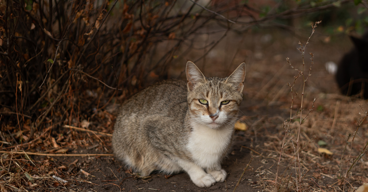 Кошки воронеж. Фото котовасика. Полевые коты Воронеж. Mosparkru кот. Нектакоты фото.