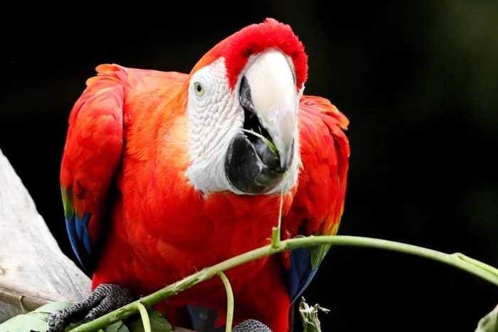 Parrots eat clay for health) - Birds, Macaw parrots, USA, Clay, Antidote, The national geographic, Ornithology, Proper nutrition