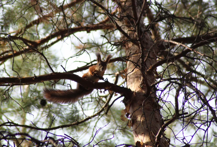 Morning in a pine forest - My, The photo, The nature of Russia, Squirrel, Animals, Longpost