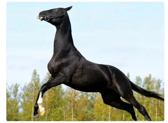 Akhal-Teke: Abilities of the “perfect” breed of horses. Why does she pretend to be ideal? - Story, Akhal-Teke, Horses, Animals, Yandex Zen, Longpost
