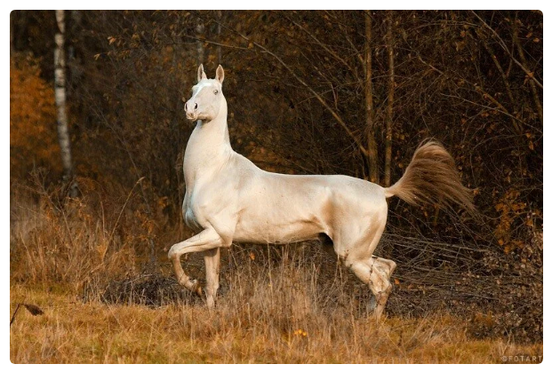 Akhal-Teke: Abilities of the “perfect” breed of horses. Why does she pretend to be ideal? - Story, Akhal-Teke, Horses, Animals, Yandex Zen, Longpost