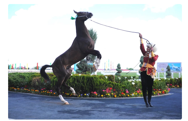 Akhal-Teke: Abilities of the “perfect” breed of horses. Why does she pretend to be ideal? - Story, Akhal-Teke, Horses, Animals, Yandex Zen, Longpost