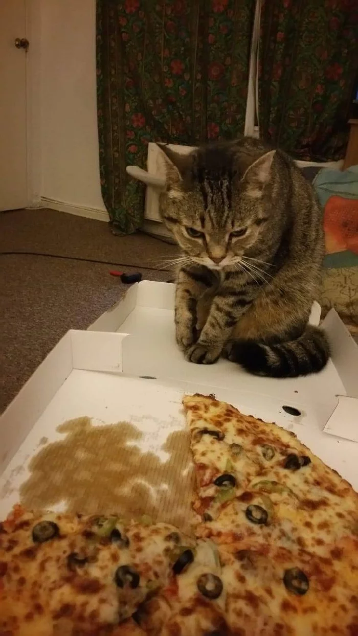 Here we are, pizza! - cat, Pizza, Blood feud, The photo, Pets