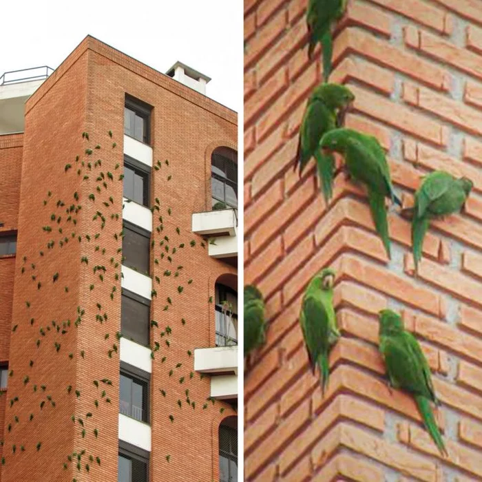 This building in Sao Paulo attracts parrots. The fact is that in some types of bricks there are particles necessary for their diet. - A parrot, Sao Paulo, Animals, Birds, Bricks
