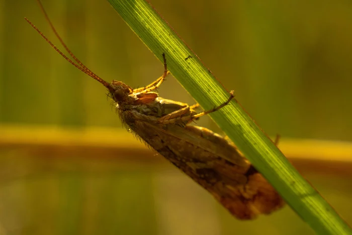 Photo hunting in Izmailovo Park - My, The photo, Macro photography, Longpost