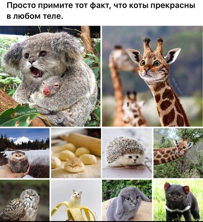 ���� ���������,��� ������