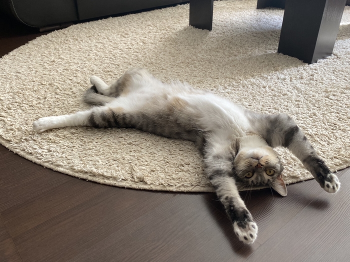 Котопонедельник