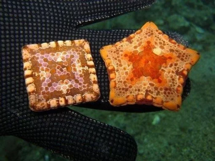 Some starfish may be square due to birth defects - Sea, Ocean, Animals, Starfish