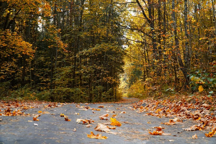 Golden autumn - Autumn, The photo