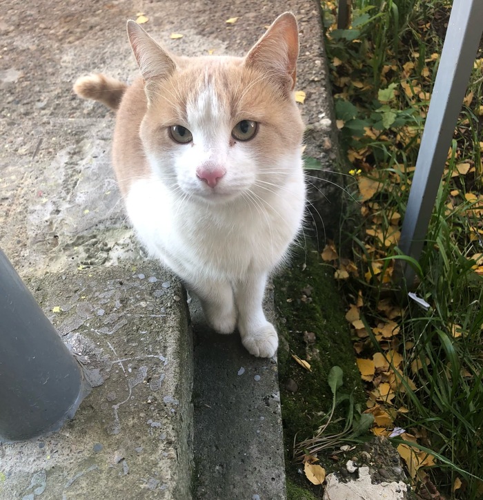 Котик ищет любящего хозяина