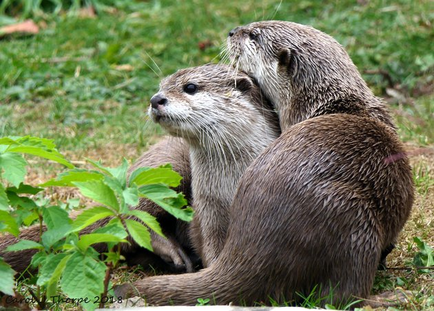 Ripping out love according to the ad) - Otter, Comfort, Meeting website, England, Reserves and sanctuaries, Preserve, The national geographic, Longpost