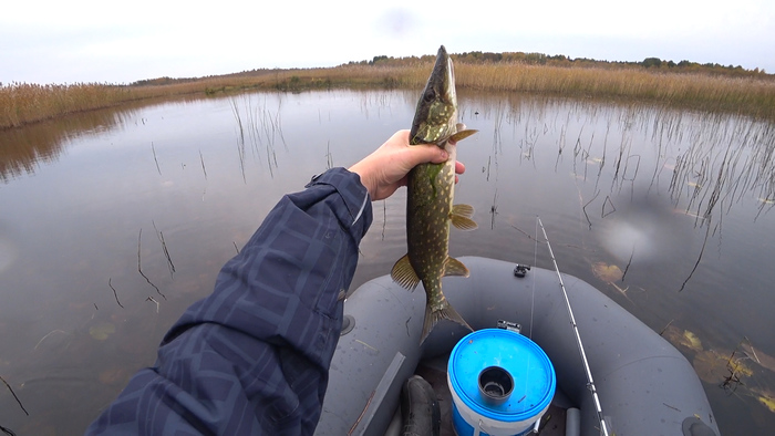 Ловля щуки в октябре Щука, Спиннинг, Осень, Рыбалка, Длиннопост