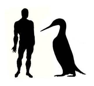 Ancient penguins were as tall as a man! - Birds, Penguins, Emperor penguins, Antiquity, Paleontology, Fossils, Evolution, The national geographic