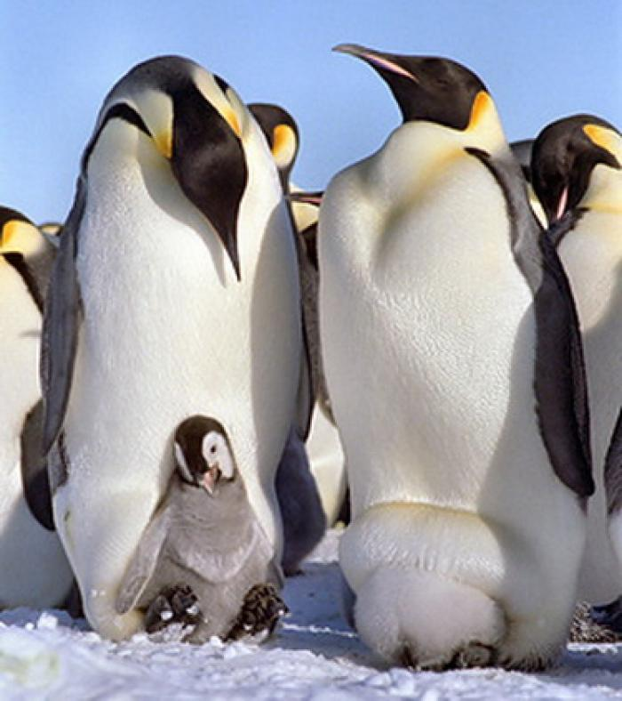 Ancient penguins were as tall as a man! - Birds, Penguins, Emperor penguins, Antiquity, Paleontology, Fossils, Evolution, The national geographic