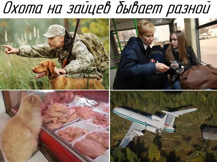 Hares hunting - Memes, Humor, Tu-154, Hare, Hunting, cat