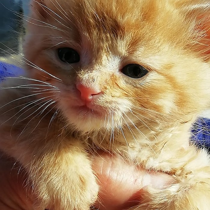 Можно ли переводить кота с корма на обычную еду Можно ли переводить кота с корма на обычную еду thumbnail