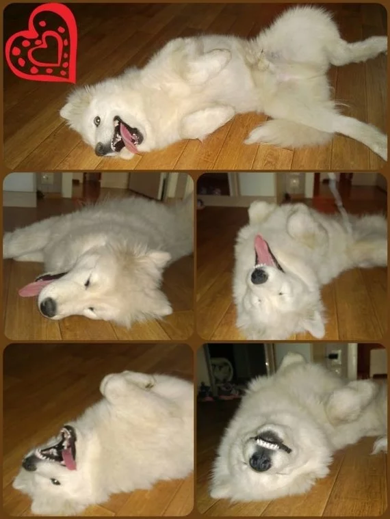 Fluffy anti-stress))) - My, Dog, Samoyed, Happiness, Pets