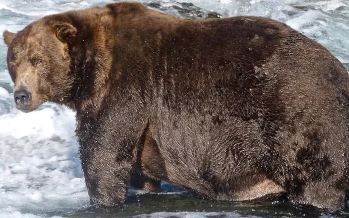 Victorious beauty! - The Bears, Grizzly, Wild animals, Competition, Alaska, National park, Reserves and sanctuaries