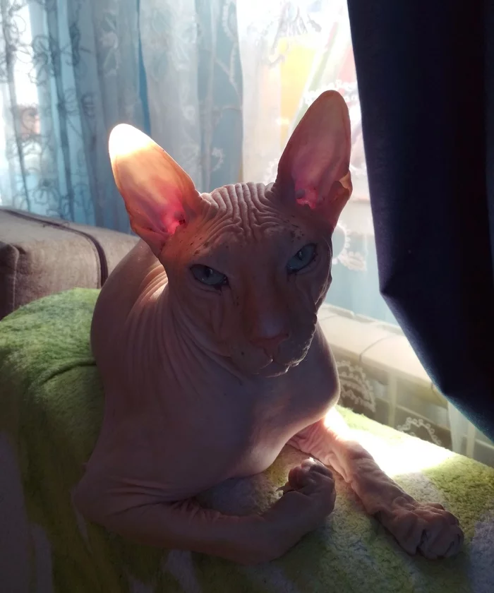 Check out the bitsukha - My, cat, Don Sphynx