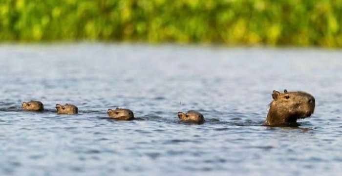 Просто поезд из капибар, плывущих по твоей ленте, листай дальше!
