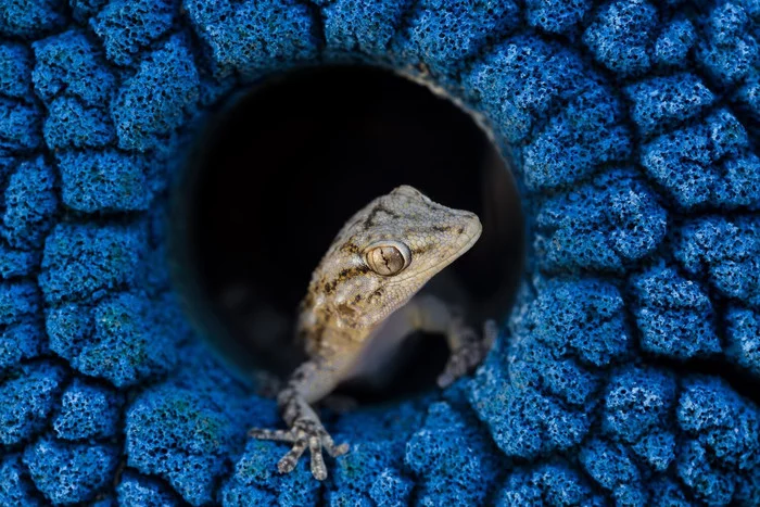 Close-Up Photography Awards 2020 - Фотография, Конкурс, Премия, Длиннопост