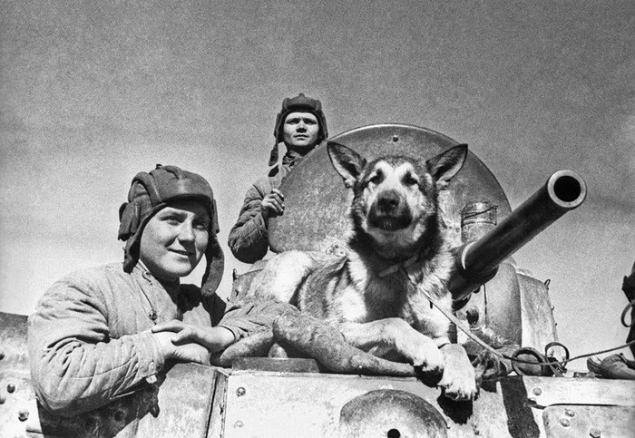 Dogs that deserve to be remembered and talked about - Dog, Historical photo, Story, Longpost