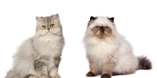 Top cat breeds that are very similar: could you tell the difference? - cat, Difference, The photo, Text, Longpost, Cat breeds, Differences