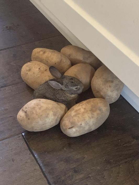 One potato has sprouted - Potato, Rabbit, The photo, Animals