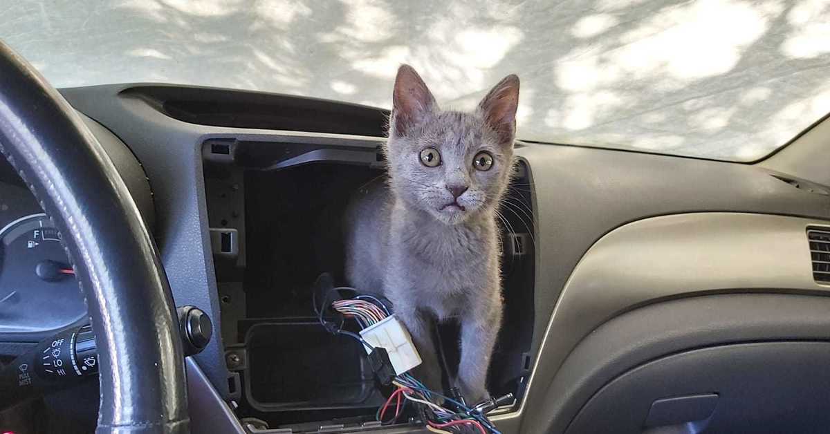 Кот механик. Котик в машине. Кошачий автомобиль. Кот чинит машину. Кот автомеханик.