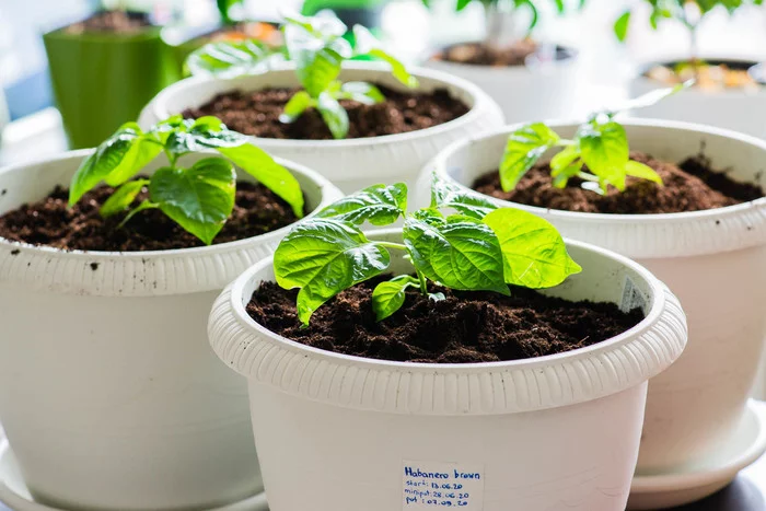 Homemade hot peppers. Part 4. Experiment - My, Pepper farming, Vegetable garden on the windowsill, Hot peppers, Plant growing, Longpost