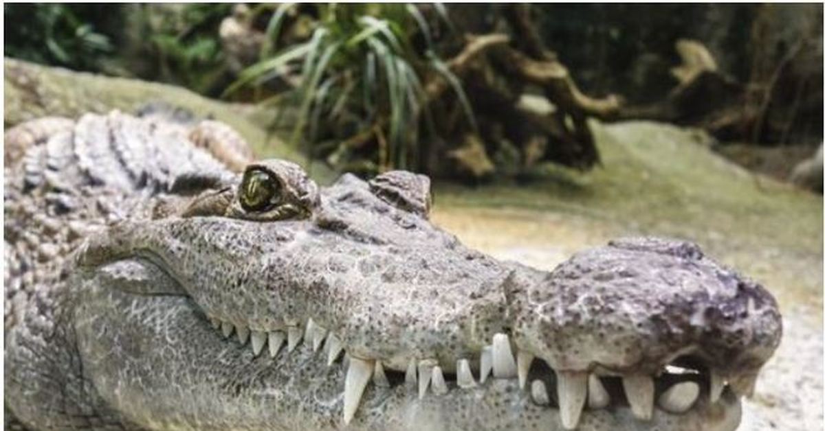 Крокодиловая ферма Лазаревское. Крокодильи зубы. Крокодил альбинос. Интересные крокодилы.