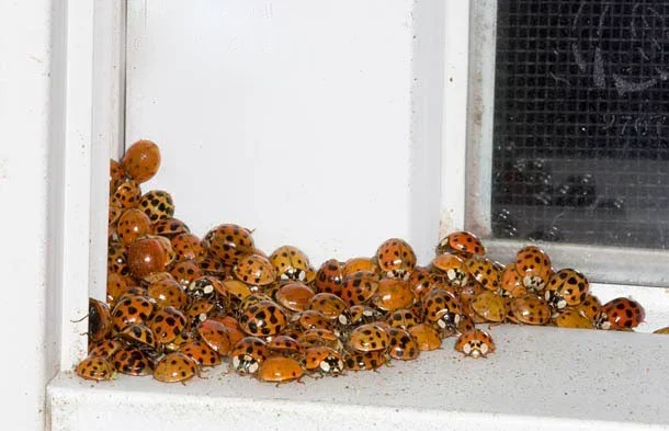 Where do so many ladybugs appear on the balcony in the fall? - Longpost, Yandex Zen, Animals, Winter, Insects, ladybug