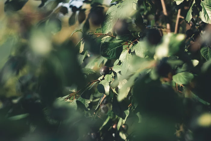 Turn - My, The photo, Canon, Nature, Summer