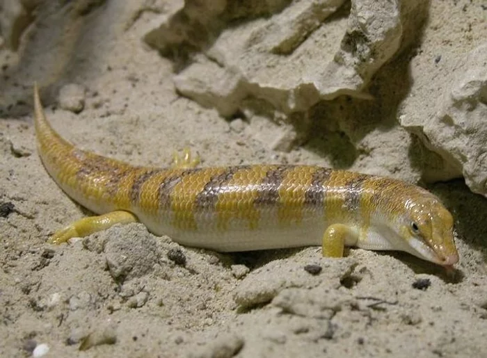 The skink is a lizard that spends most of its time buried in the sand. She can breathe in it and swim like a fish in water. - Lizard, Interesting, Facts, Sand, Nature, Skink