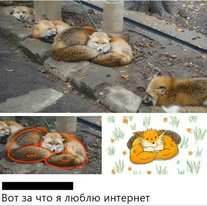 What you see can never be unseen - Memes, Funny animals, Not funny, Fox, Fluffy bituhi, Comments, Screenshot