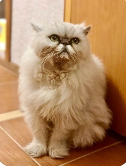 Persian cat looking for a home - Moscow, Moscow region, cat, Animal shelter, Milota, Good league, In good hands, No rating