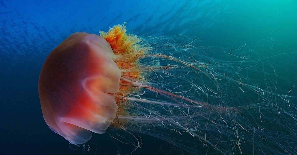 Медузы ледовитого океана. Медуза цианея. Полярная медуза цианея. Арктическая медуза цианея. Медуза волосистая цианея.