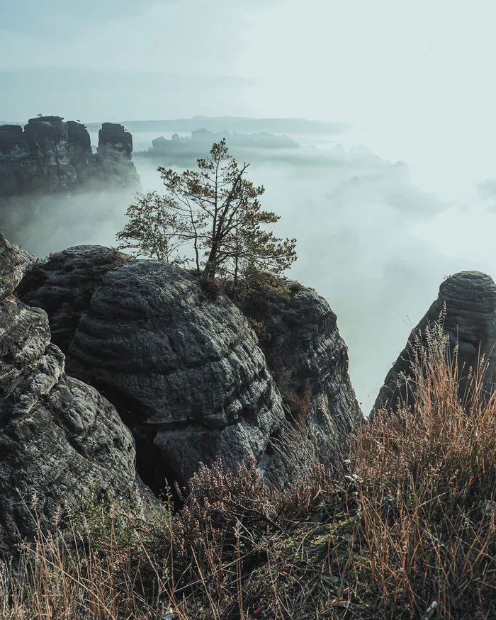 The tree that has seen more cool sunrises and sunsets than many of us) - My, Mountain tourism, Photographer, Saxony