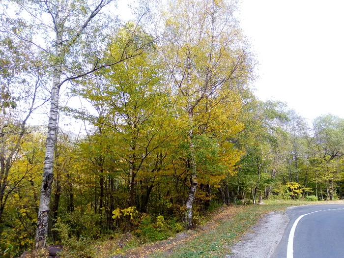 Late autumn - Longpost, Photo on sneaker, Autumn, Forest, The mountains, The photo, Nature, My