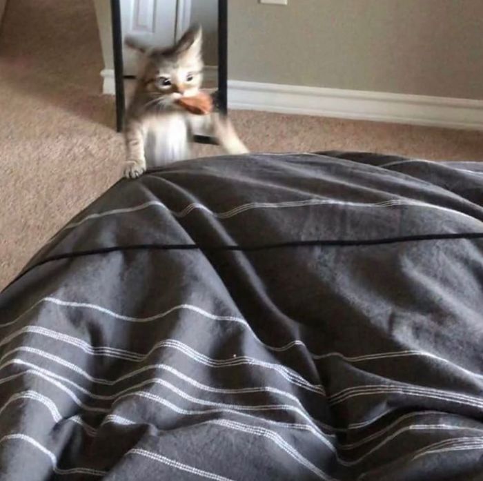 Кому кофе в постель, а мне кот котлеты приносит