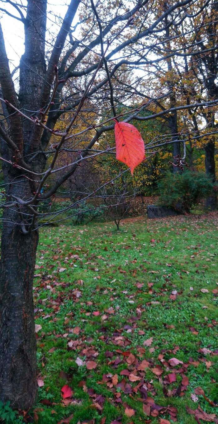 The last leaf - My, Autumn, Last page, October, Tree, Autumn leaves