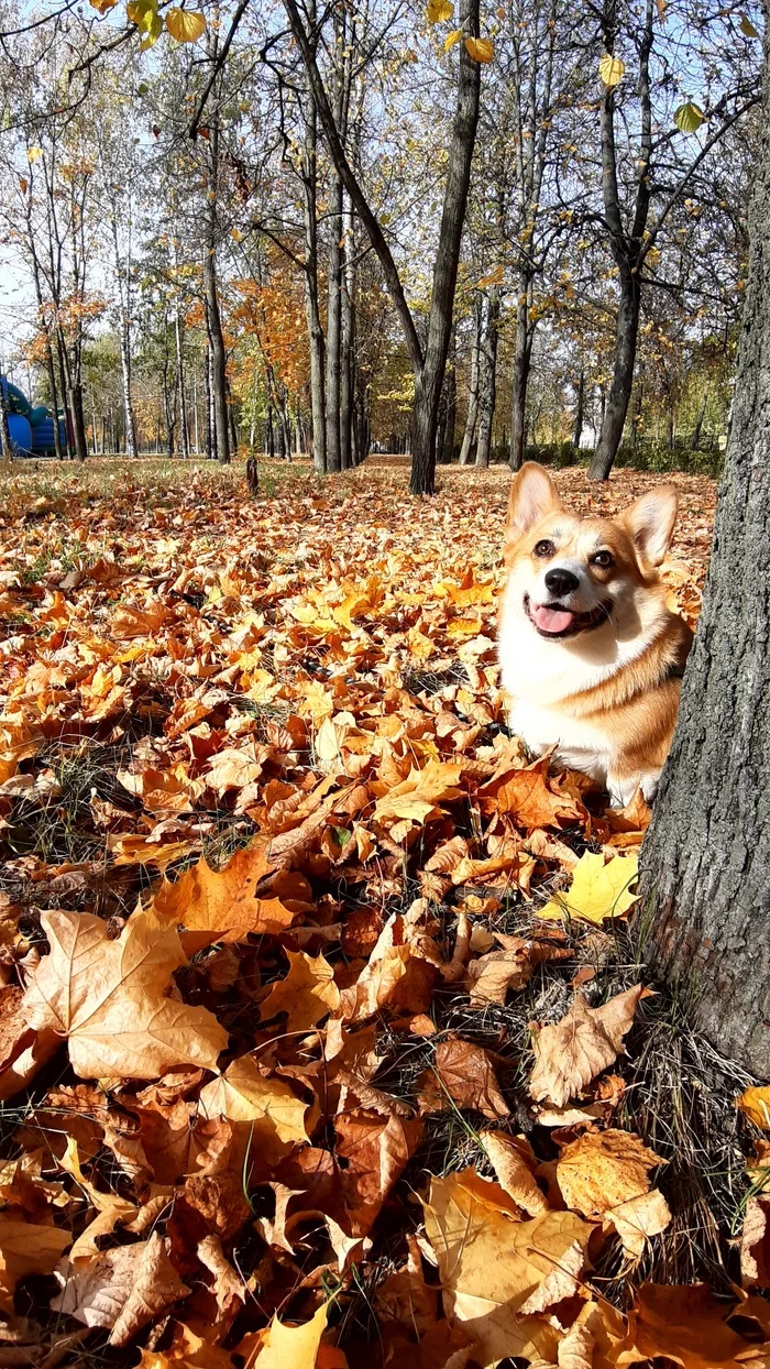 in autumn - My, Corgi, Dog, Walk in the woods, Welsh corgi pembroke, Pets, Video, Longpost