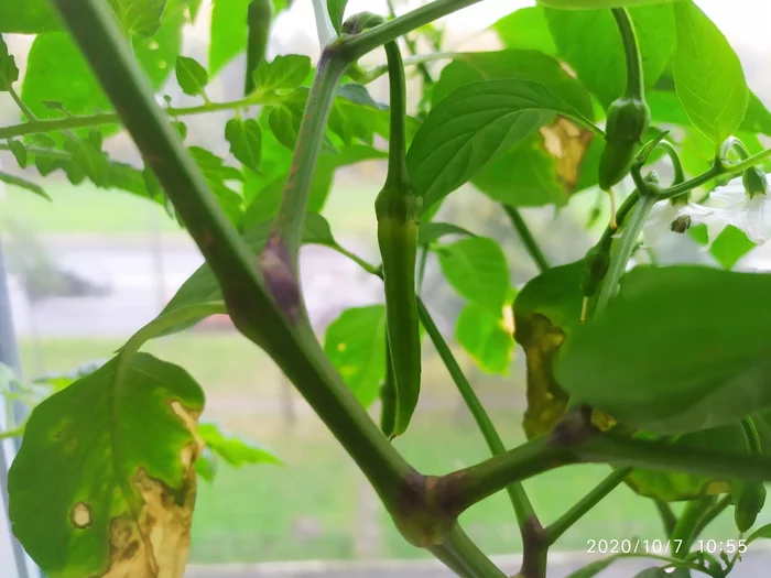 Growing hot chili peppers on the windowsill - My, Growing, Chilli, Fertilizers, Vegetable garden on the windowsill, Idea for home, Gardening, Houseplants, Longpost