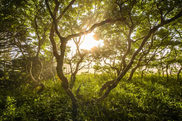 Morning in the Kuril forest - My, Shikotan, Kurile Islands, Дальний Восток, The nature of Russia, Nature, Landscape, The photo, Forest