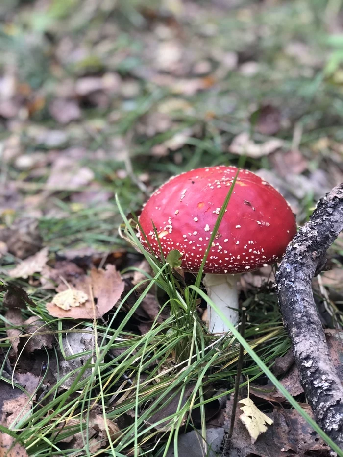 Mushrooms, harvest 2020 - My, Mushrooms, Porcini, Silent hunt, Fly agaric, Chanterelle mushroom, Chanterelles, Forest, Honey mushrooms, Boletus, Longpost