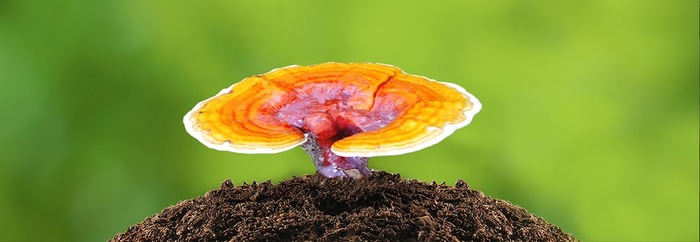 Гриб Рейши (Ganoderma Lucidum) Рейши, Грибы, Длиннопост