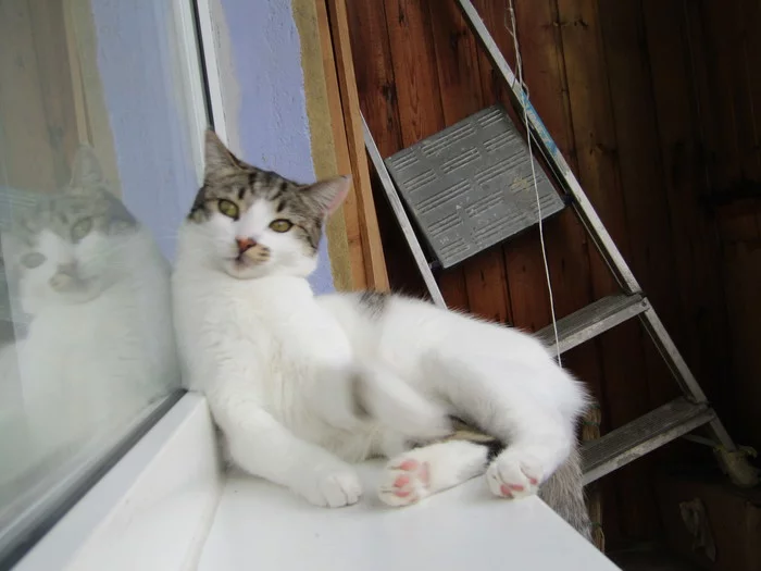Kitty's personality is looking for a home! St. Petersburg and Leningrad region - cat, Kittens, In good hands, Saint Petersburg, No rating, Milota, Longpost