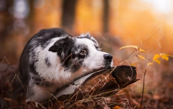 When you have a dog... - My, miss autumn, Autumn of Life, Autumn, Dog, Forest, beauty, Nature