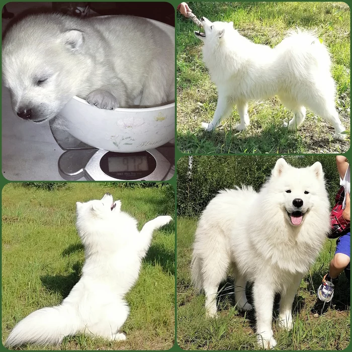 5 years later - My, Samoyed, Dog, Pets, It Was-It Was