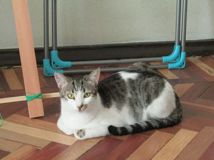 Kitty's personality is looking for a home! St. Petersburg and Leningrad region - cat, Kittens, In good hands, Saint Petersburg, No rating, Milota, Longpost